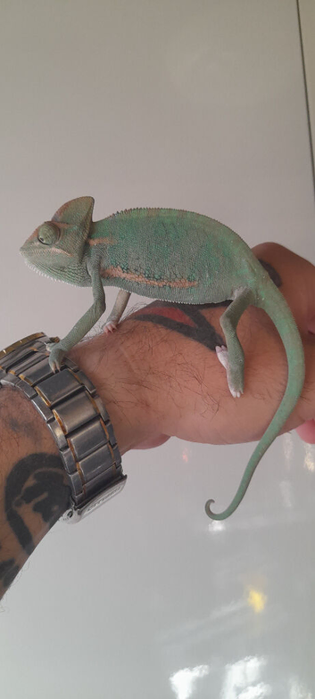 Veiled chameleons