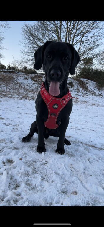 Labrador cross