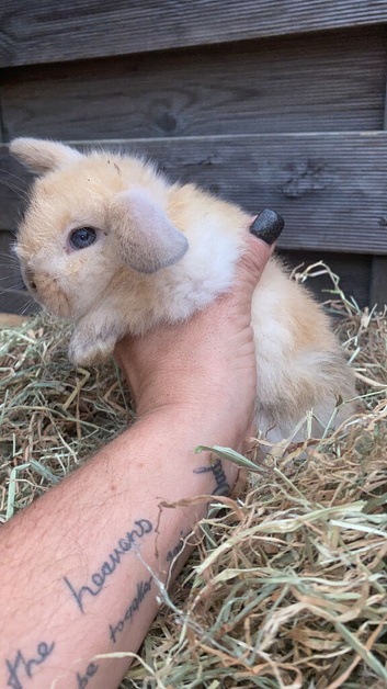 Baby Rabbits