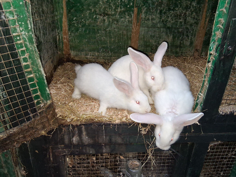 Newzealand white rabbits
