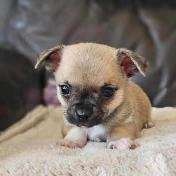 1 chiuaua baby boy