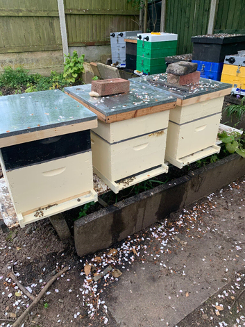 Langstroth hives with bees