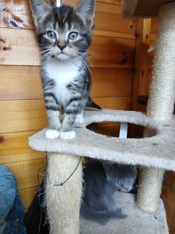 Kittens ready now