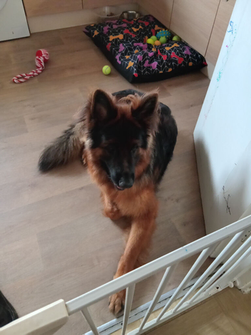 Longhaired German shepard
