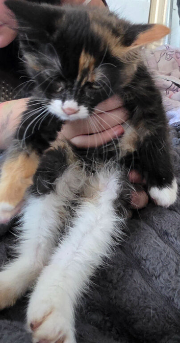 Kitten