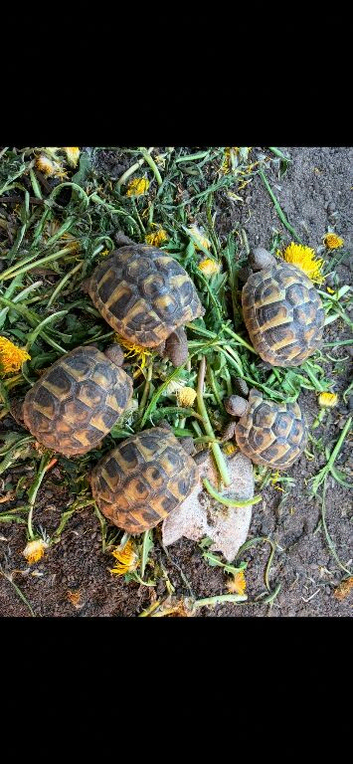 Hermanns Tortoise Hatchlings