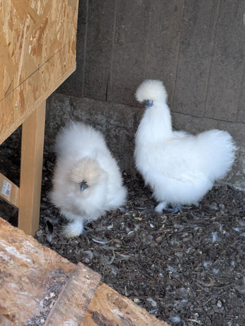 White silkie hens