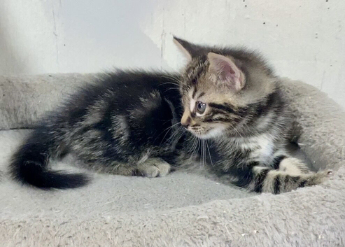 Beautiful Tabby Male and Female  Kittens
