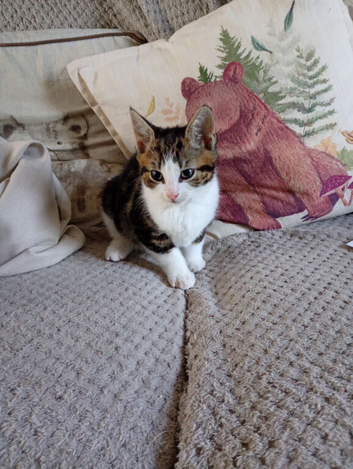 Gorgeous kittens ready now.