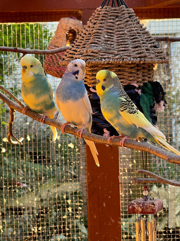 Budgies