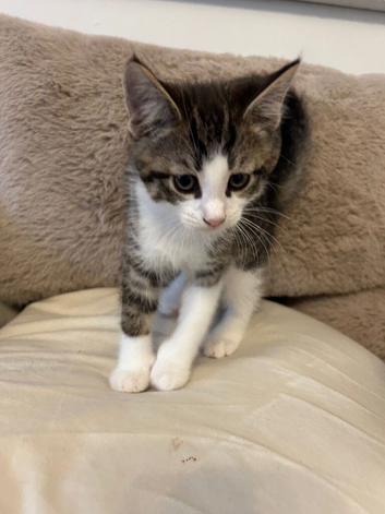 Kittens needing a loving home