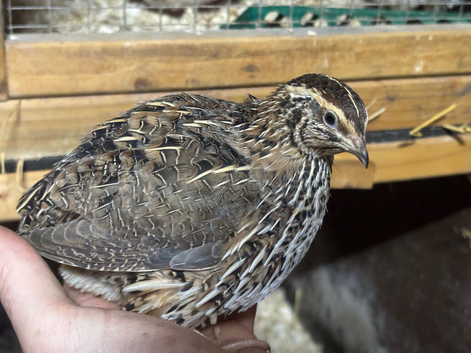 Japanese/Italian Quail