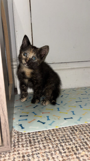 Female kitten