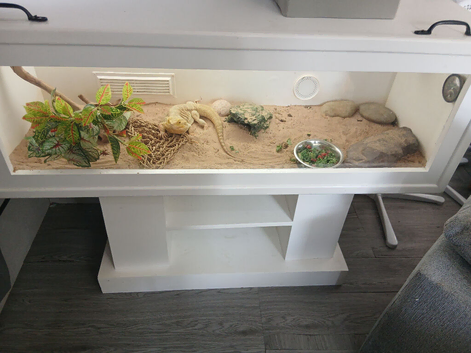 German giant with custom viv