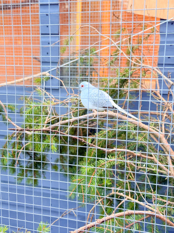 Diamond dove