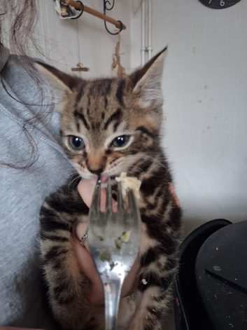 Two 12 week old kittens ready for new homes