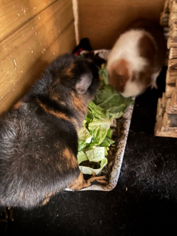 2 bonded pure bred teddy boars