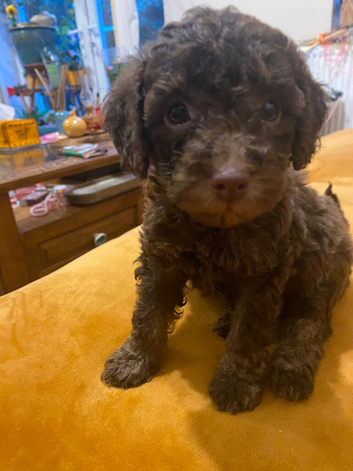 Beautiful litter of Toy poodle