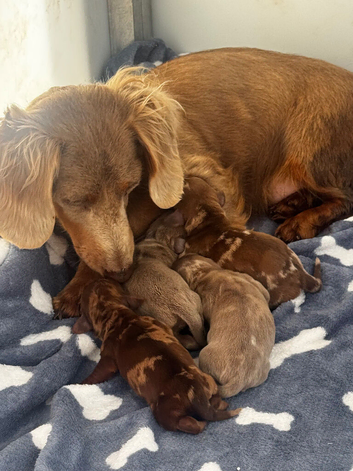Lovely miniature dachshunds