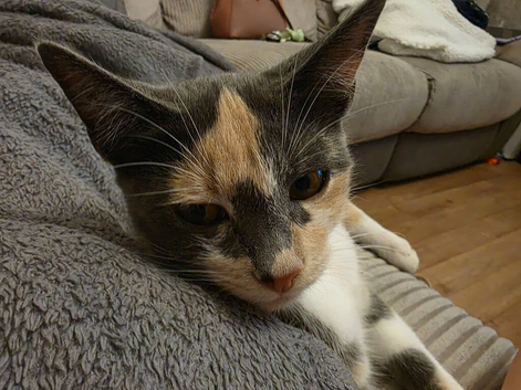 Girls for rehoming