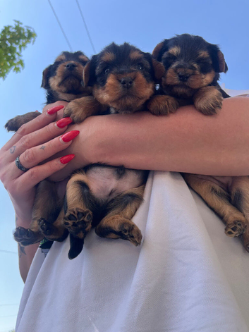 Puppy Yorkshire terrier