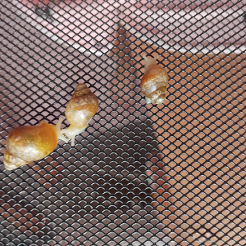 Baby giant african land snails
