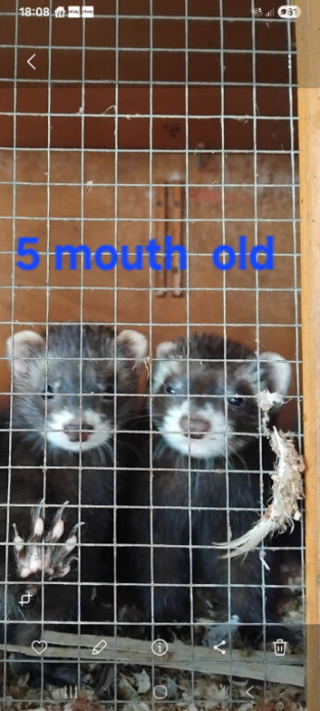 Small kits 5 mouth  old