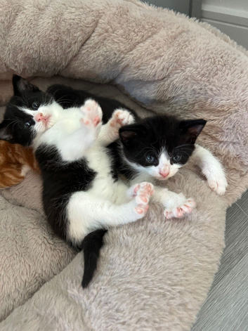2 female kittens