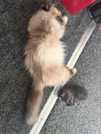 Himacoons - Himalayan/maincoon