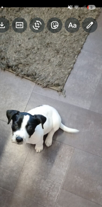 Jack russel x staff