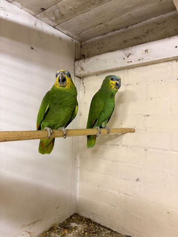 Breeding pair of orange winged amazons