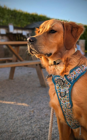 Fox red Golden Retrievers