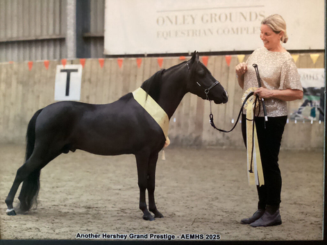 ASPC / amhr registered 5 yr old stallion