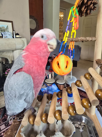 Rosie Roo