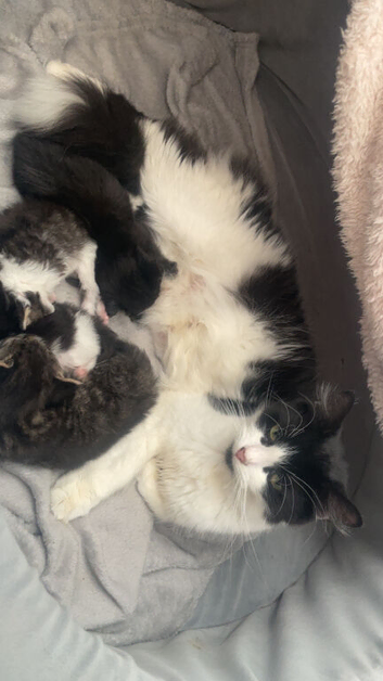Maine coon x Turkish angora x Bombay