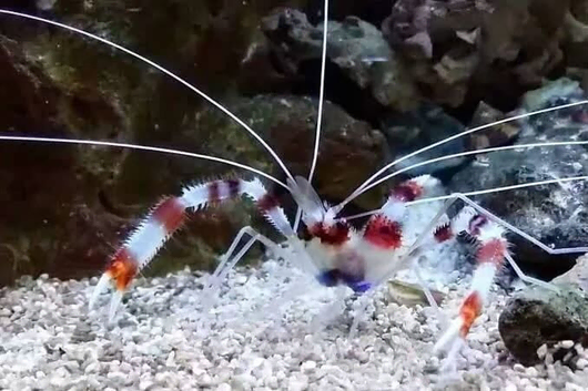 Salt water set up with fish