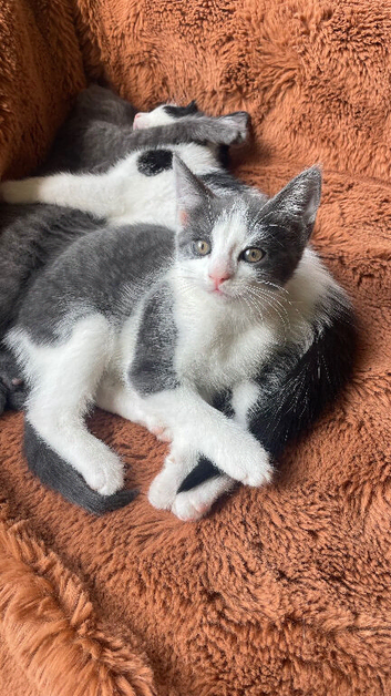 2 kittens for sale