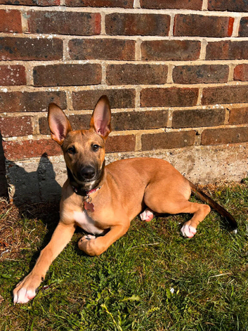 1.5 year old nala