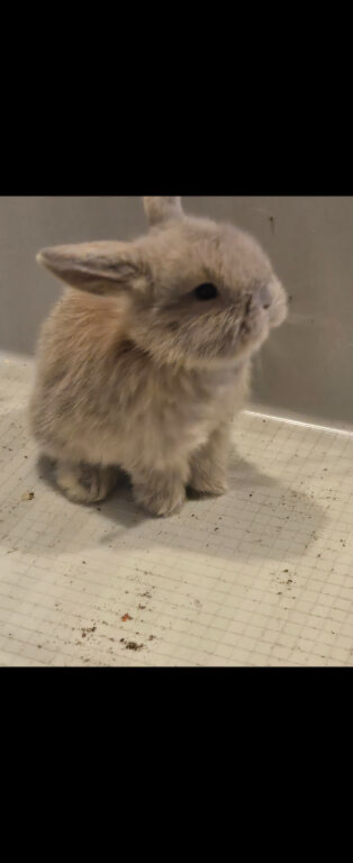 Baby rabbits