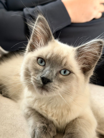 Ragdol kitten