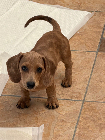 Daxie puppies