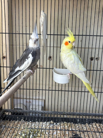 Pair of cockatiels