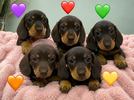 KC Miniature Dachshunds