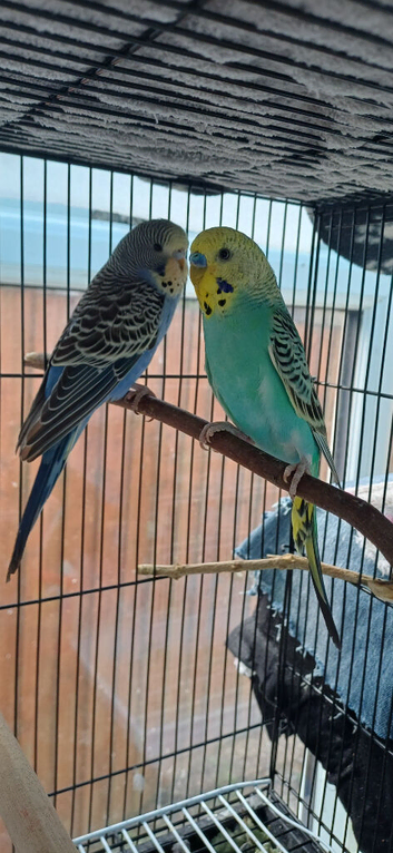 Young cock and hen