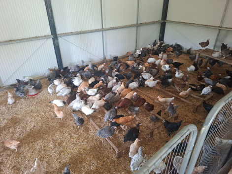 Point of lay hens