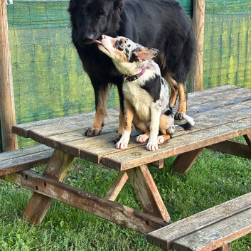 Blue Merle Border Collie