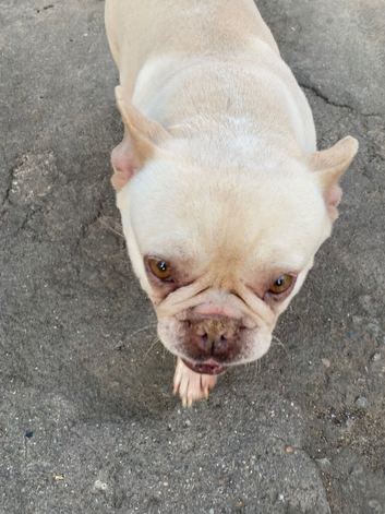 Pink rare French ball dog for sale