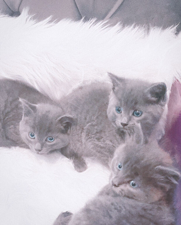 Stunning litter of Russian blue kittens ready now
