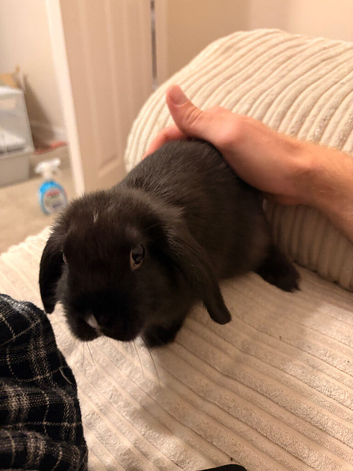 Black Mini lop HOUSE bunny