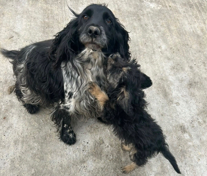 Beautiful Cockerpoo cross puppies